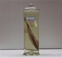 藏品(短角單棘魨)的圖片